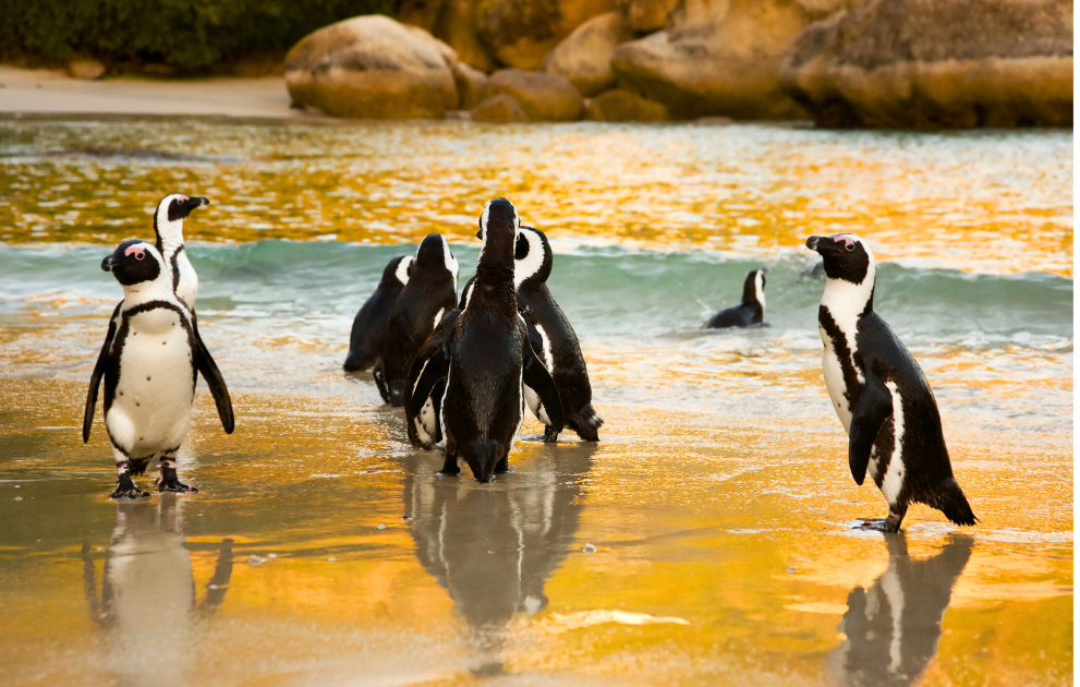 Royeli Destination Tour